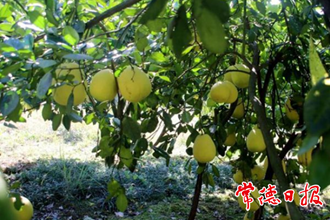 【經(jīng)濟】澧縣金羅鎮(zhèn)大力發(fā)展桔柚產(chǎn)業(yè)