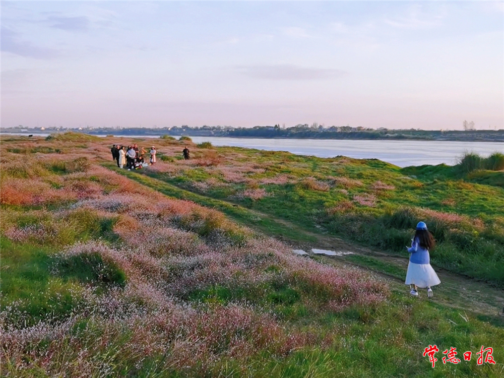 sj楊朝霞-沅水之濱蓼花開-1.jpg