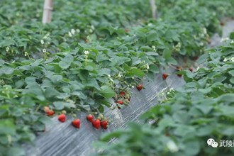 【經(jīng)濟】武陵區(qū)：草莓保暖度寒潮 確保市場穩(wěn)定供應(yīng)