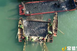 【經(jīng)濟(jì)】石門皂市水庫(kù)：水美魚兒肥 冬捕迎豐收