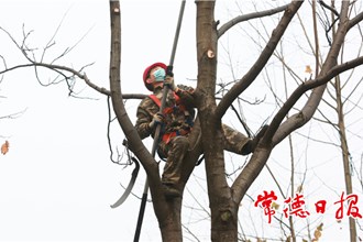 【社會(huì)】青年修剪隊(duì)上樹(shù)“整活兒”