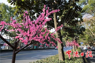 【社會(huì)】城市亮化年味濃 流光溢彩迎新春
