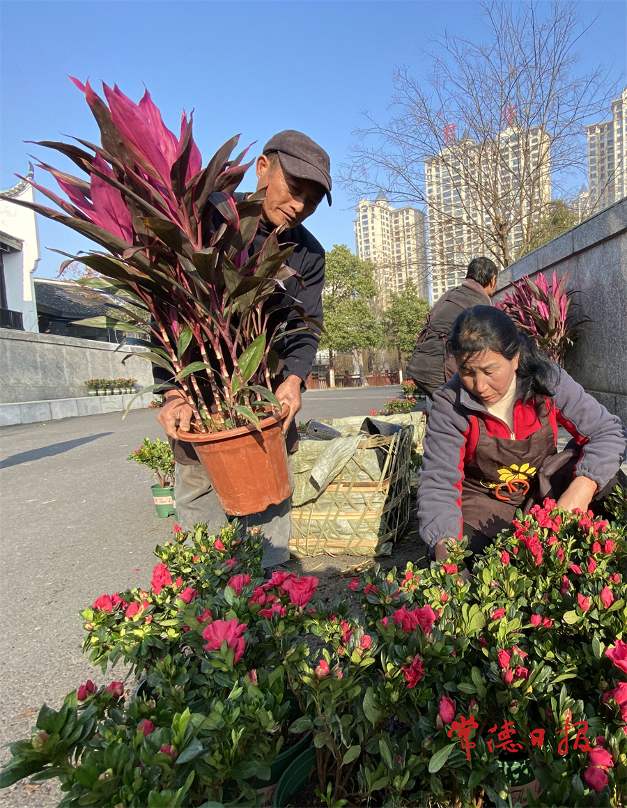 1月19日，丁玲公園的園藝工人為游客走道布置鮮花，妝點(diǎn)園區(qū)，迎接新年到來。本報(bào)記者 陳歡 攝.jpg
