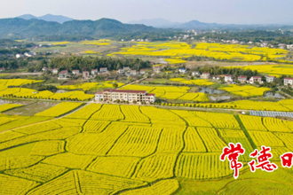 【生態(tài)】太陽谷油菜花開 田園美景惹人醉