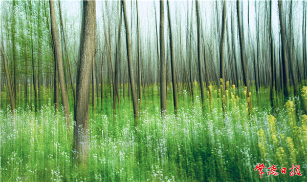 胡曉新-林間春色-1.jpg