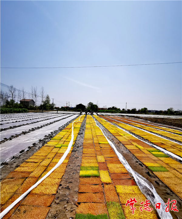 姜坤山-雞叫城春耕圖-5-1.jpg