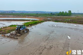 【生態(tài)】澧縣澧南鎮(zhèn)：白鷺伴春耕 田園生態(tài)美
