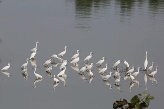 【生態(tài)】柳葉湖觀鳥（攝影）