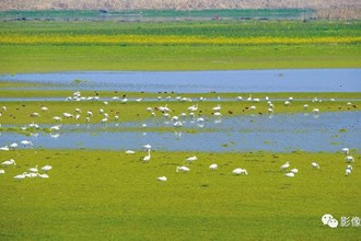 西洞庭湖的“愛鳥人” 10余年拍攝鳥照數(shù)萬張！【組圖】
