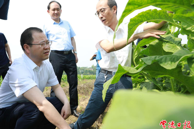 周振宇赴桃源、臨澧調(diào)研煙葉產(chǎn)業(yè)發(fā)展情況時(shí)指出：大力發(fā)展煙葉產(chǎn)業(yè) 助推煙葉種植區(qū)產(chǎn)業(yè)多元化發(fā)展