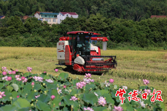 【經(jīng)濟】鼎城區(qū)雙橋坪鎮(zhèn) “雙搶”時節(jié)人機兩忙