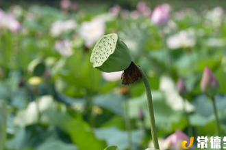 【社會】石門縣維新鎮(zhèn)：荷花盛開迎客來 ?