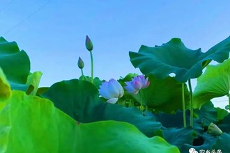 【社會】驚艷！安鄉(xiāng)荷花已盛開，送你滿屏清涼