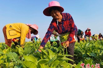 【社會】安鄉(xiāng)縣安福村“小產(chǎn)業(yè)”作“大文章”