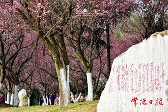 【社會(huì)】常德詩(shī)墻公園邀廣大市民入園賞梅