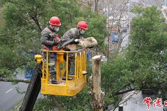 【社會】一樹一策 常德園林展開春季養(yǎng)護大行動