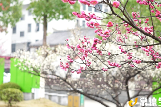 【漢壽】早春梅花盛開(kāi) 點(diǎn)綴龍陽(yáng) “靚城”