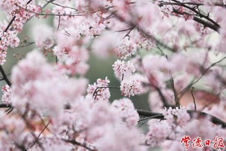 【攝影報道】常德高山街櫻花初綻 市民架樓梯拍照打卡