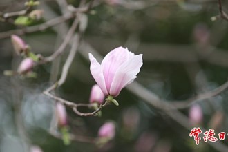 【賞花地圖】“早春信使”玉蘭花開 常德的春天真的來了