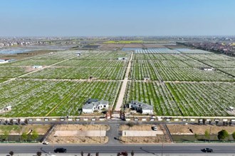 【社會】西湖千畝梨花競相開 滿簾“雪景”惹人醉