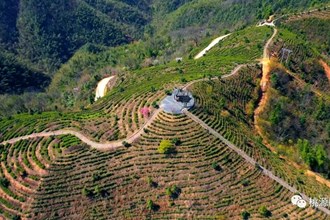 【經(jīng)濟】桃花茶園美如畫 茶農(nóng)搶“鮮”開采忙