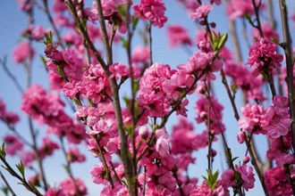 【社會(huì)】西湖踏春新亮點(diǎn)—春風(fēng)十里桃花路