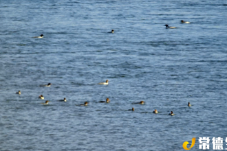 【生態(tài)】桃源119只中華秋沙鴨“組團(tuán)”打卡 暢享春光