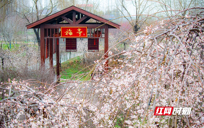 嚴(yán)寒之中，大雪之下，梅花當(dāng)百花之先，獨(dú)天下而春。近日，在湖南安鄉(xiāng)玖源旅游區(qū)，梅花綻放，獨(dú)自芬芳的梅花，讓人流連忘返。