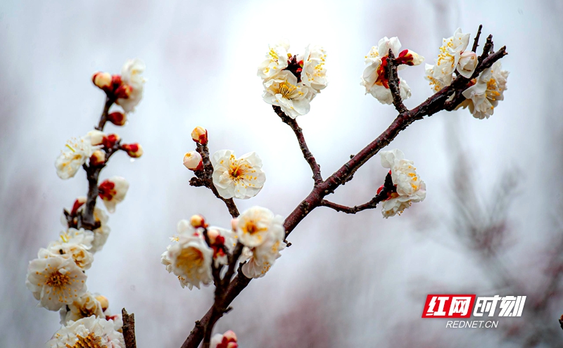 嚴(yán)寒之中，大雪之下，梅花當(dāng)百花之先，獨(dú)天下而春。近日，在湖南安鄉(xiāng)玖源旅游區(qū)，梅花綻放，獨(dú)自芬芳的梅花，讓人流連忘返。