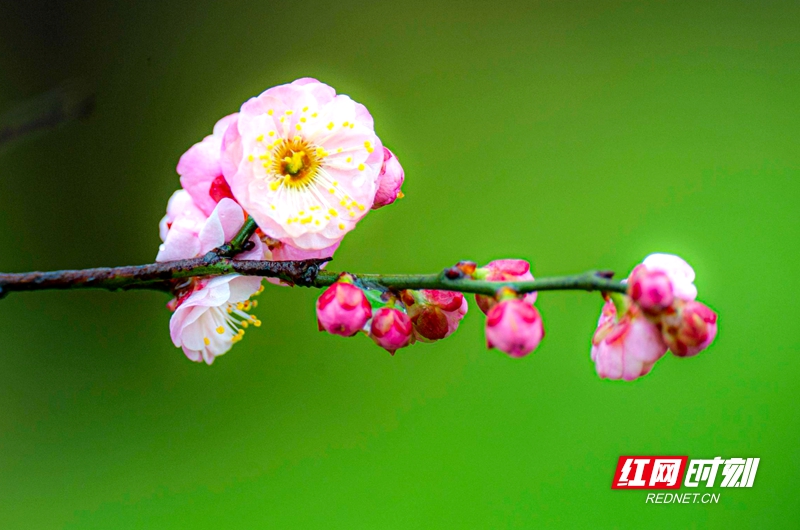 嚴(yán)寒之中，大雪之下，梅花當(dāng)百花之先，獨(dú)天下而春。近日，在湖南安鄉(xiāng)玖源旅游區(qū)，梅花綻放，獨(dú)自芬芳的梅花，讓人流連忘返。