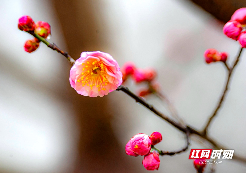 嚴(yán)寒之中，大雪之下，梅花當(dāng)百花之先，獨(dú)天下而春。近日，在湖南安鄉(xiāng)玖源旅游區(qū)，梅花綻放，獨(dú)自芬芳的梅花，讓人流連忘返。