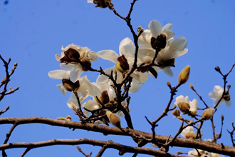 【生態(tài)】春滿校園 “?；ā睜幤G丨湖南文理學院邀你赴一場浪漫之約