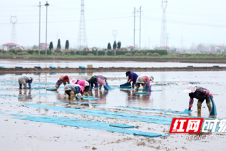 【社會】安鄉(xiāng)：不誤農(nóng)時忙育秧