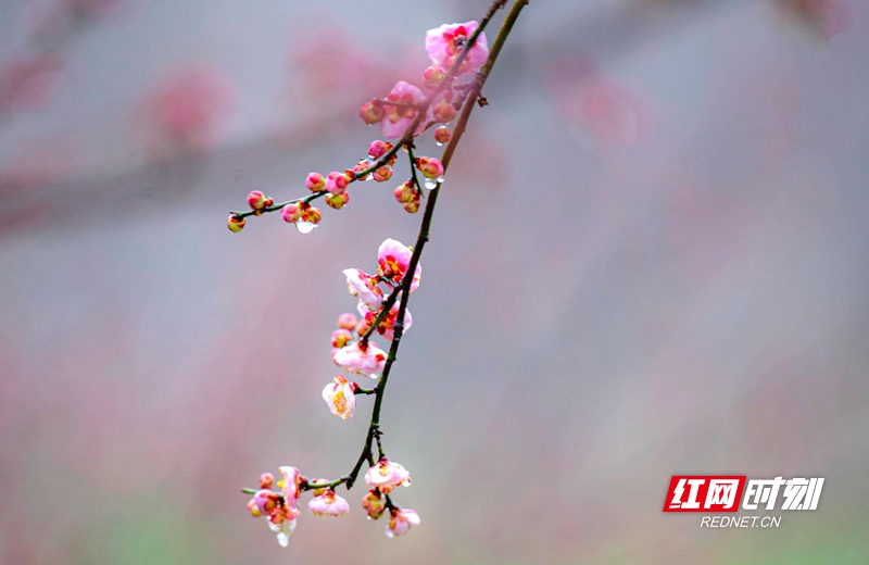 嚴(yán)寒之中，大雪之下，梅花當(dāng)百花之先，獨(dú)天下而春。近日，在湖南安鄉(xiāng)玖源旅游區(qū)，梅花綻放，獨(dú)自芬芳的梅花，讓人流連忘返。