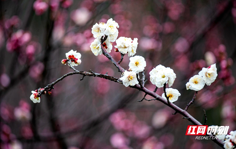 嚴(yán)寒之中，大雪之下，梅花當(dāng)百花之先，獨(dú)天下而春。近日，在湖南安鄉(xiāng)玖源旅游區(qū)，梅花綻放，獨(dú)自芬芳的梅花，讓人流連忘返。