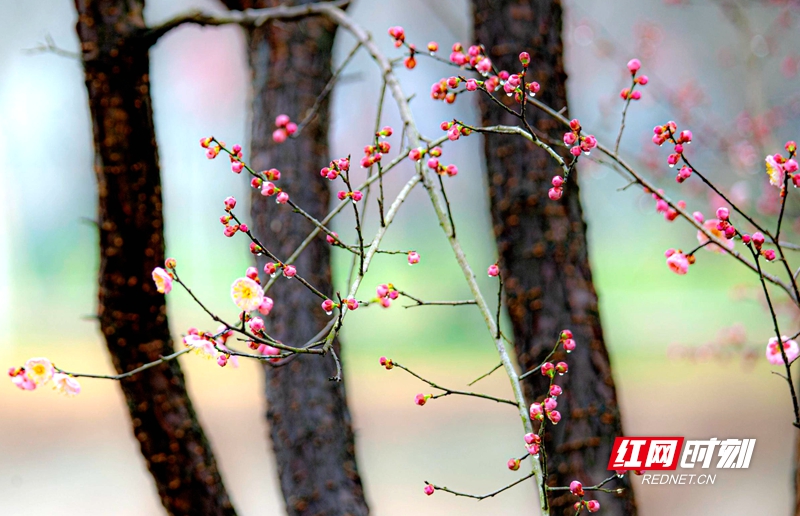 嚴(yán)寒之中，大雪之下，梅花當(dāng)百花之先，獨(dú)天下而春。近日，在湖南安鄉(xiāng)玖源旅游區(qū)，梅花綻放，獨(dú)自芬芳的梅花，讓人流連忘返。