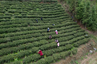 【社會】石門縣羅坪鄉(xiāng)春茶飄香采摘忙