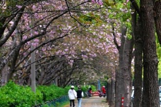 【攝影報道】久雨終放晴 屈原公園晚櫻爛漫引市民“打卡”