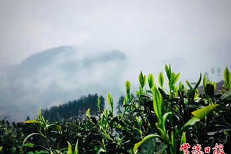 【社會(huì)】高山云霧出好茶