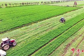 【攝影報(bào)道】西湖管理區(qū)千畝紫花苜蓿迎來(lái)豐收季