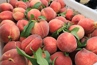 【社會】漢壽：桃子“搶鮮”上市 助力果農(nóng)增收