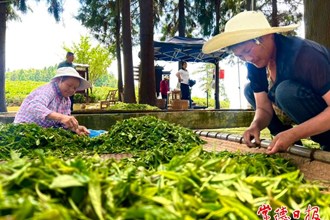 【攝影報道】夏茶采制忙
