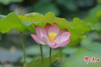 【賞花地圖】今夏，“荷”你有約