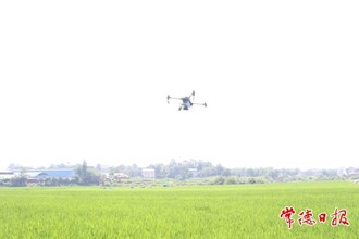 【攝影報(bào)道】人工+科技 繪就夏日稻田勞作新畫卷