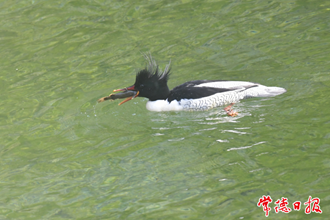 【社會】共計155只！石門成中華秋沙鴨青睞棲息地