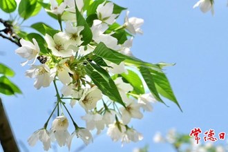【攝影報道】屈原公園櫻花盛開惹人醉