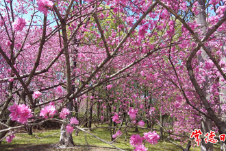 【攝影報道】最是一年春好處 絕勝煙柳滿武陵