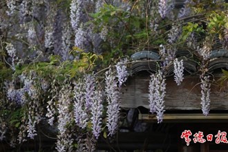 【社會】常德河街紫藤花期過半，錯過就要明年再約了！