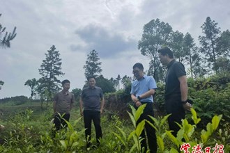 市領(lǐng)導(dǎo)調(diào)研鄉(xiāng)村振興工作