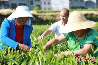 【石門縣】茶園茶飄香 茶農(nóng)采摘忙
